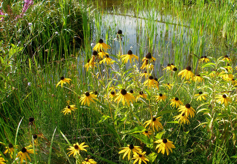 Moorberts Naturschätze