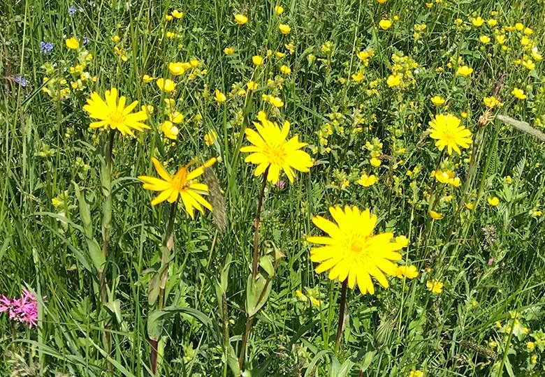 Kleine Kräuterkunde & Garten der Sinne